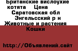 Британские вислоухие котята  › Цена ­ 1 500 - Саратовская обл., Энгельсский р-н Животные и растения » Кошки   